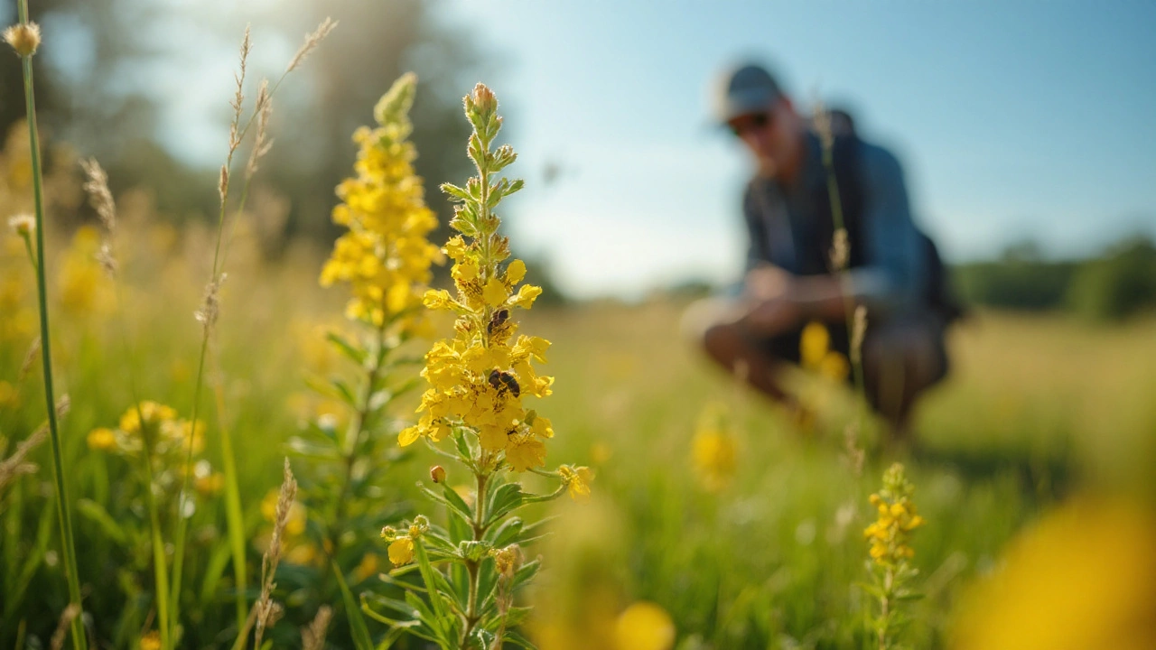 Dyer’s Broom (Genista tinctoria) Supplement: Benefits, Safety, and How to Use It