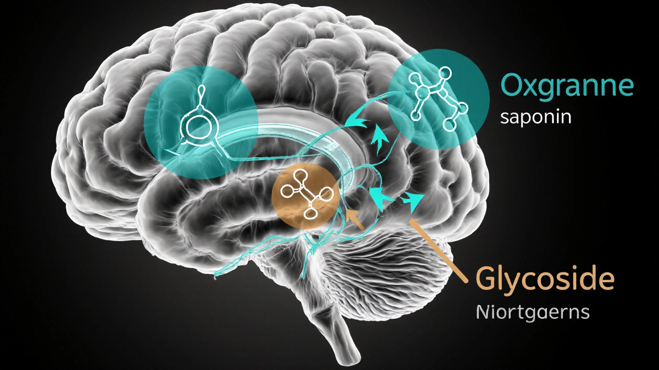 Brain diagram with appetite‑suppressing molecules highlighted in duotone.